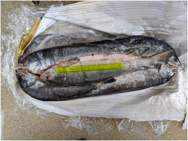 Продажа красной рыбы в Тюмени